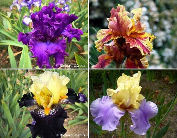 Iris : nos nouveautés 2023