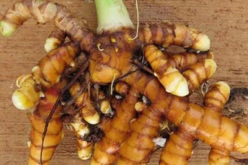 Curcuma
