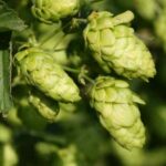 Comment faire sécher et conserver le houblon ?