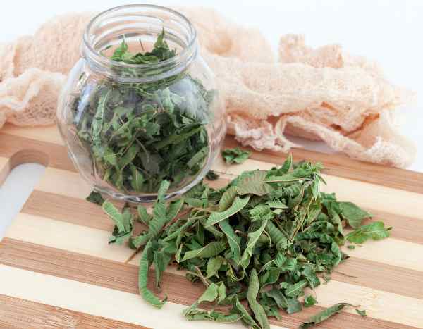 Comment faire sécher et conserver la Verveine citronnelle ?