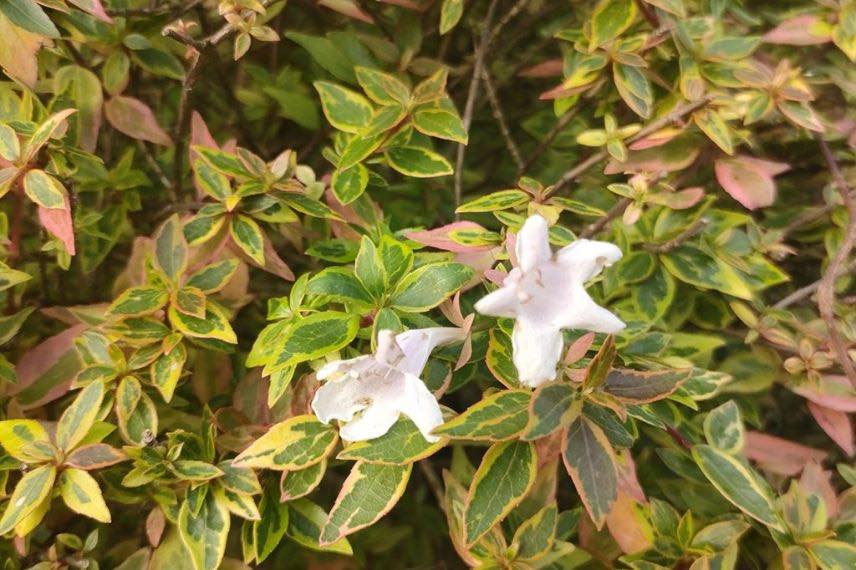 Abelia grandiflora Sunshine Daydream