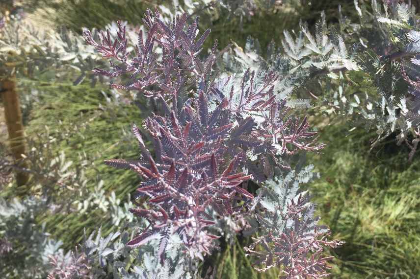 Arbustes persistants a feuillage colore, arbustes feuilles persistantes et colorees, arbustes persistant couleur dore jaune panache pourpre