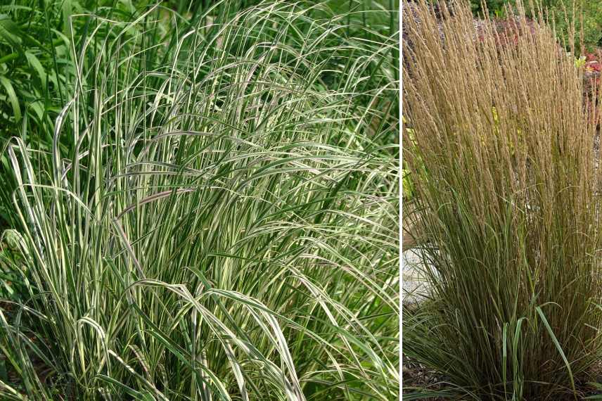 graminees a feuillage panache, graminee feuilles zebrees striees rayees, gramines panachees