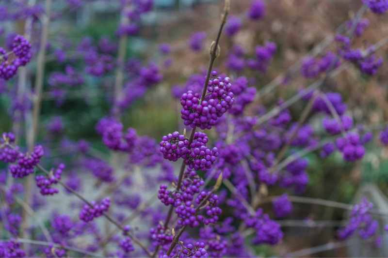 bouturer un callicarpa, bouturer arbre a bonbons, bouturage callicarpa, multiplier le callicarpa, multiplication callicarpa arbre a bonbons