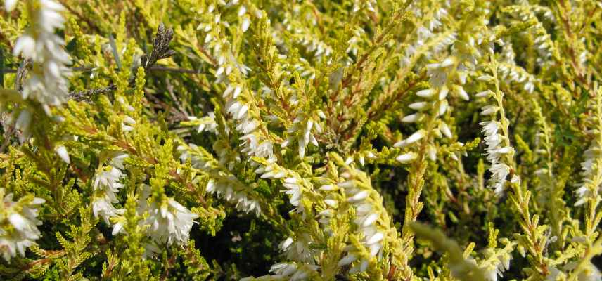 bruyere d ete, bruyere fleurissant en ete, meilleures plus belles varietes de bruyeres floraison estivale