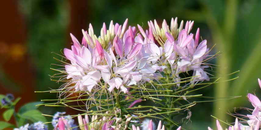 Cleomes à fleurs roses : les plus belles variétés