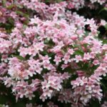 Comment bouturer le Kolkwitzia ?