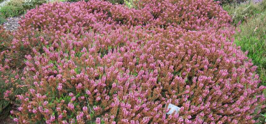 bruyere d ete, bruyere fleurissant en ete, meilleures plus belles varietes de bruyeres floraison estivale
