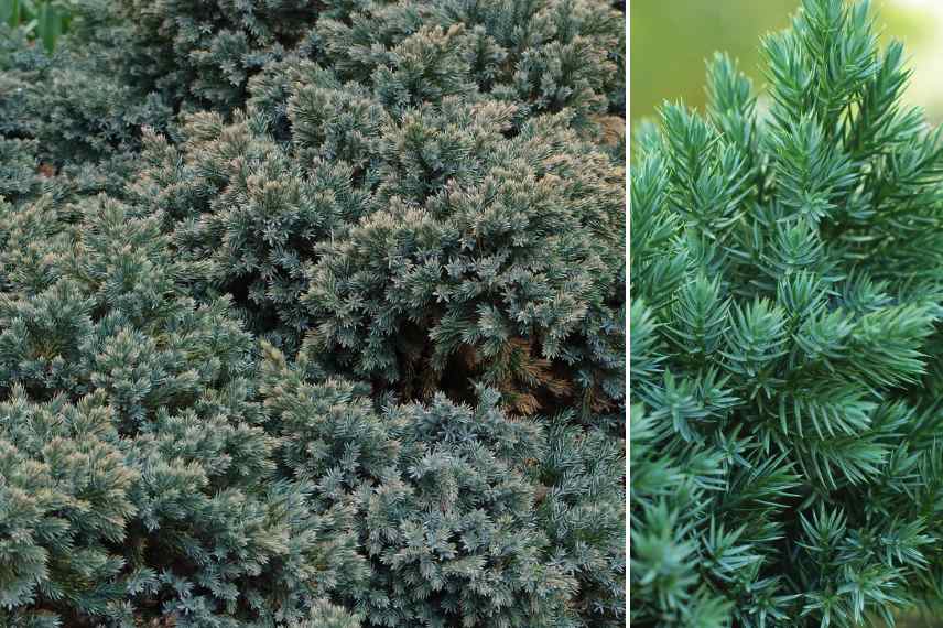 Arbustes persistants a feuillage colore, arbustes feuilles persistantes et colorees, arbustes persistant couleur dore jaune panache pourpre