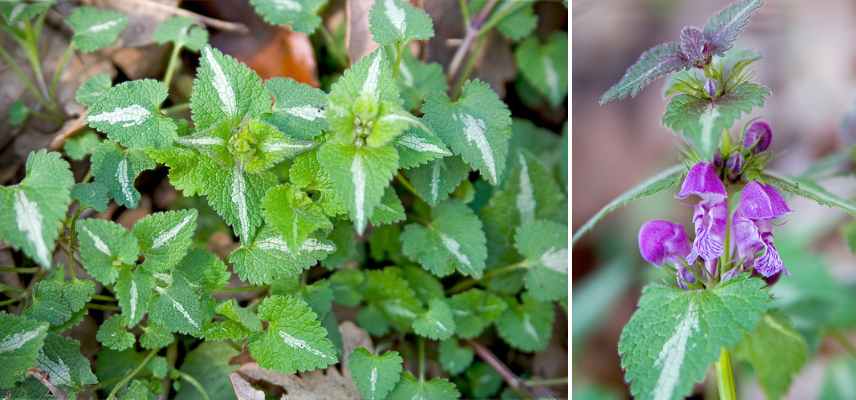 lamium feuillage decoratif, lamium feuilles panaches colorees