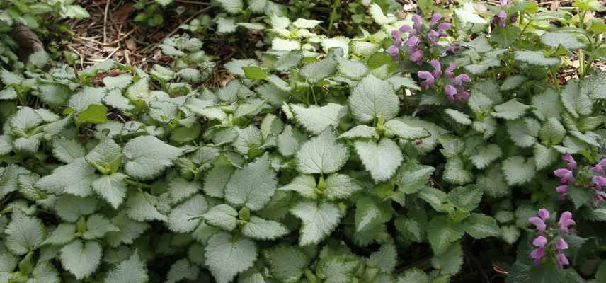 lamium feuillage decoratif, lamium feuilles panaches colorees