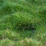 Comment multiplier le Zoysia ?
