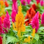 Comment semer la Célosie ?