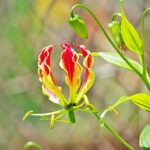 Comment hiverner et multiplier le Gloriosa ?