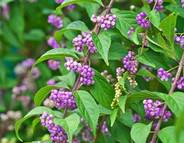 Comment bouturer un Callicarpa ? Nos conseils pour réussir