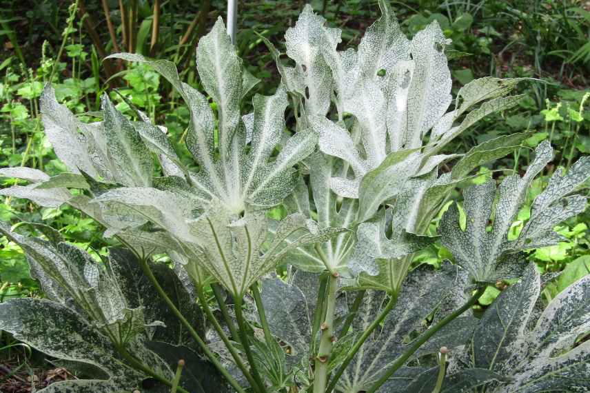 Arbustes persistants a feuillage colore, arbustes feuilles persistantes et colorees, arbustes persistant couleur dore jaune panache pourpre