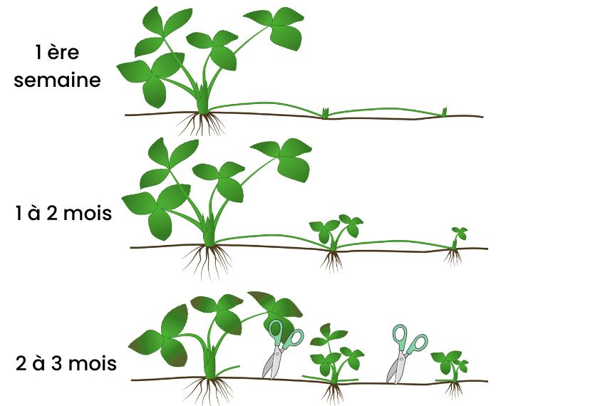 multiplier les fraisiers