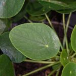 Comment cultiver le Pilea ?