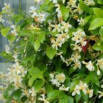 Que planter au pied des grimpantes en pot ?