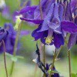 9 vivaces sauvages incontournables dans un jardin naturel