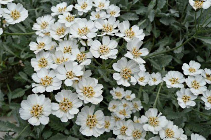 fleurs blanches et feuillage gris d'achillee