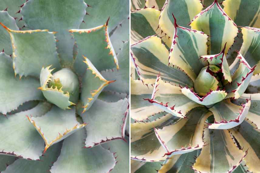 Plantes epineuses, jardin graphique, plantes ornementales avec epines