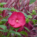 Comment multiplier l'Hibiscus des marais par bouturage ?