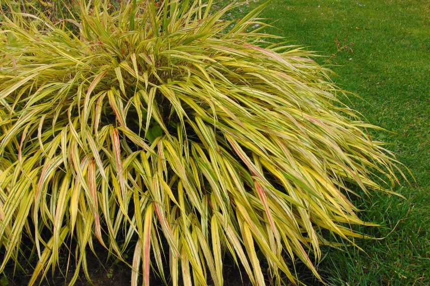 graminees pour sols lourds et argileux