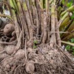 Comment hiverner les bulbes d'été ?