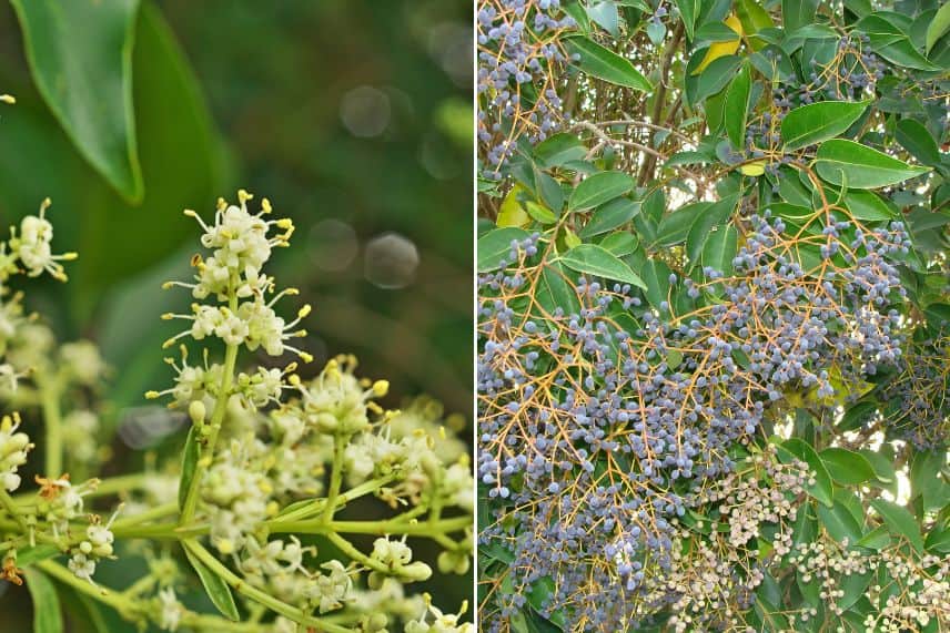 haies arbustes baies décoratifs