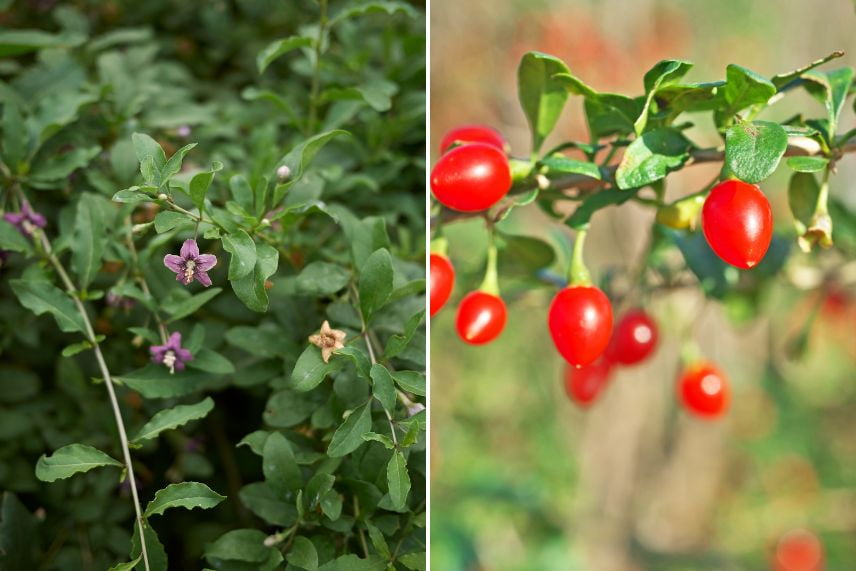 haies arbustes baies décoratifs