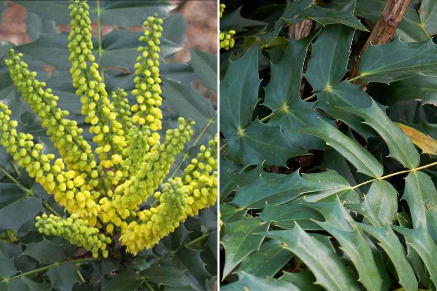 Plantes epineuses, jardin graphique, plantes ornementales avec epines