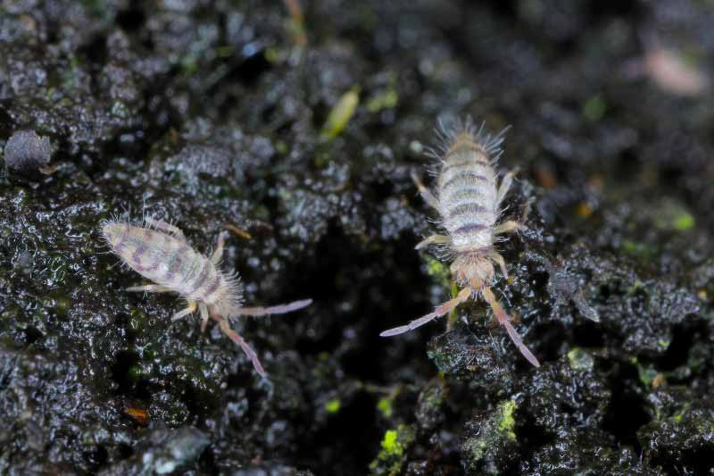 Impact des pesticides sur les collemboles