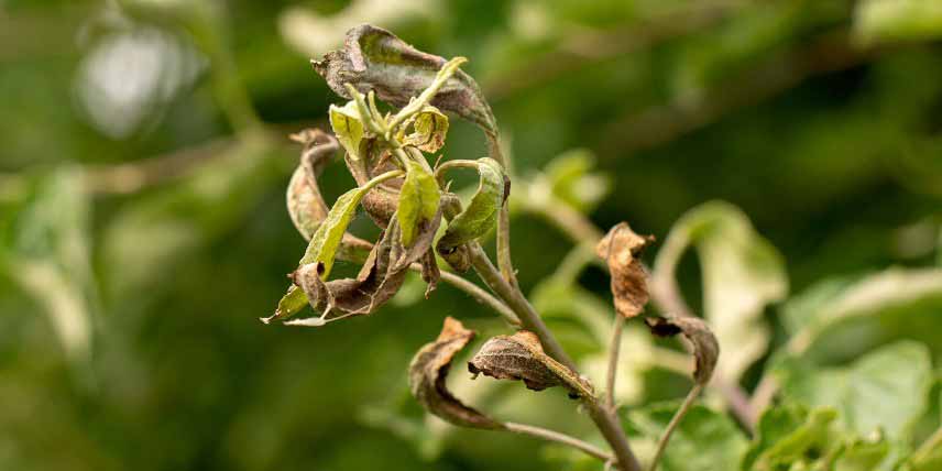 symptomes feu bacterien