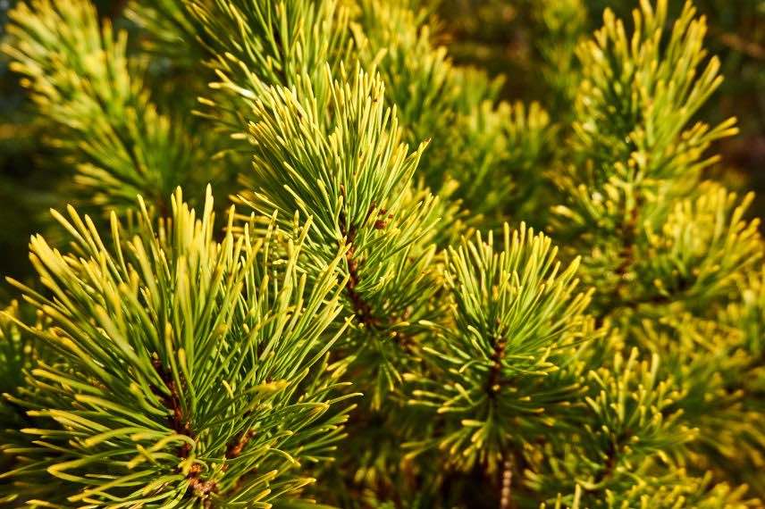 Pin nain feuillage doré