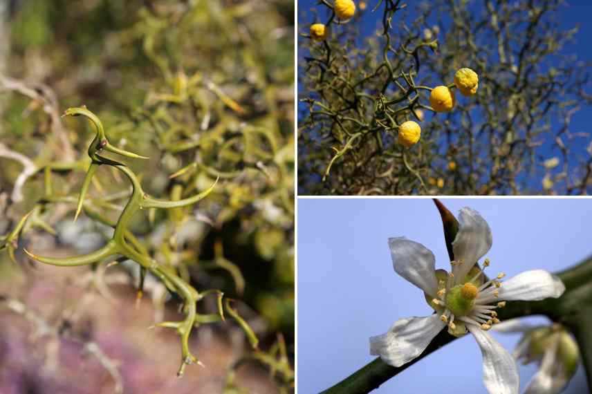 Plantes epineuses, jardin graphique, plantes ornementales avec epines
