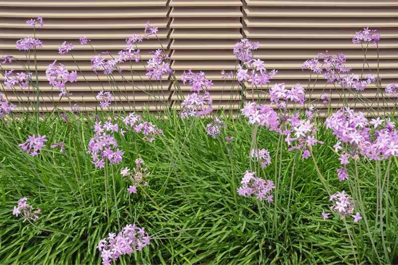 comment utiliser Tulbaghia en cuisine, cuisiner Tulbaghia, feuilles comestibles en cuisine, aromatique originale en cuisine