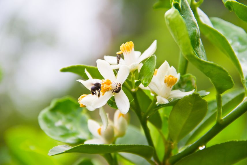 agrumes fructification