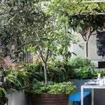 7 arbres à cultiver en pot sur une terrasse ou un balcon