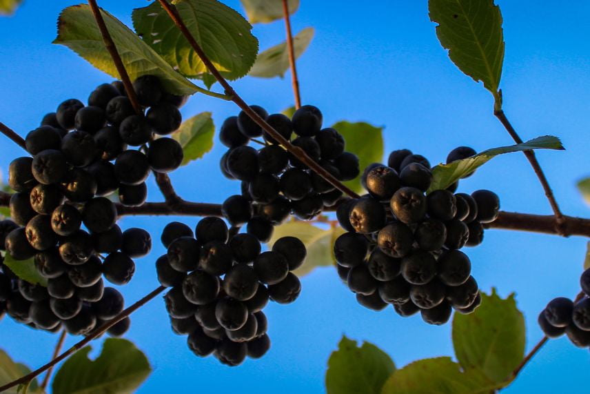 haies arbustes baies décoratifs