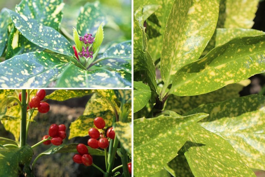 arbustes haies baies décoratives