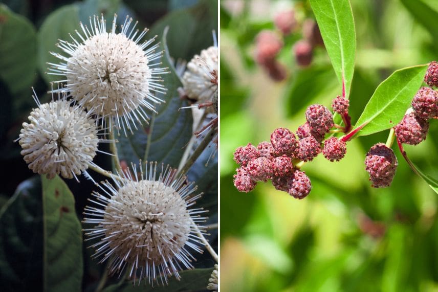 haies arbustes baies décoratifs