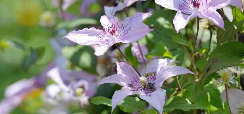clematite ne fleurit pas, clematite sans fleurs, clematite trop peu de fleurs, clematite ne fleurit pas assez pourquoi