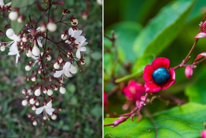 haies arbustes baies décoratifs