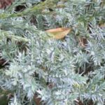 7 conifères bleus pour rocaille