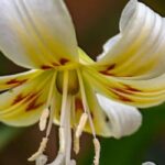 Cultiver l’Erythronium en pot 