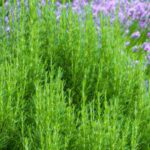 Plantes méditerranéennes : comment les faire pousser au nord ?