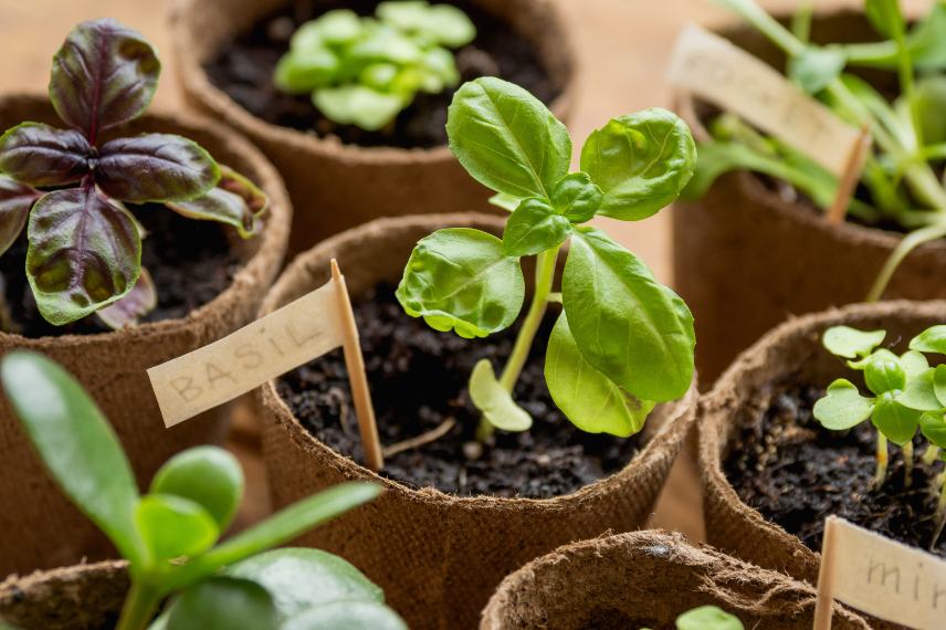 un jeune basilic obtenu par semis