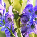 Les plantes toxiques dans la nature