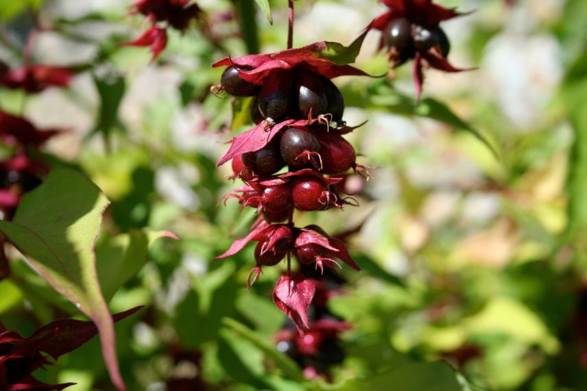 haies arbustes baies décoratifs